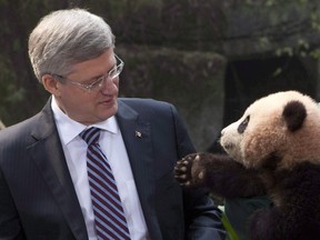 A panda reaches for Prime Minister Stephen Harper at the Chongqing Zoo China last February. While he may score well with Chinese wildlife, a survey published today suggests Harper and his government are perceived by many Canadians as secretive and possessing a hidden agenda. THE CANADIAN PRESS/Adrian Wyld