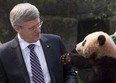 A panda reaches for Prime Minister Stephen Harper at the Chongqing Zoo China last February. While he may score well with Chinese wildlife, a survey published today suggests Harper and his government are perceived by many Canadians as secretive and possessing a hidden agenda. THE CANADIAN PRESS/Adrian Wyld