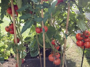 A crop of organic tomatoes (Photo courtesy of StudentGardens.ca)