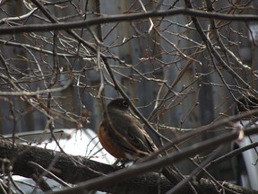 Rockin Robin in the Pointe-Claire Village!