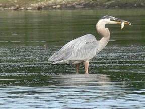 Fishing in Riviere des Prairies