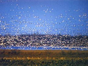 snow geese baie du febvre