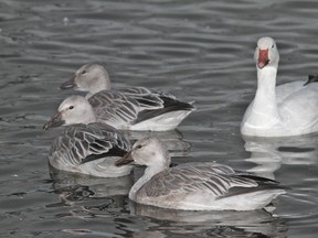 Snow geese