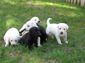 Angel's puppies are doing great with their foster too, and will be available for adoption soon!