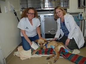 Dr. Dunbar and Dr. Erdmann, at Pierrefonds Animal Hospital, assessed Angel and started on her treatment plan, sending her straight to surgery.