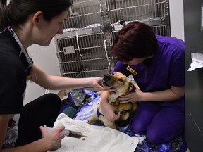 Animal Health Stagiaire Vanessa and kennel worker Cassandra offer Angel a syringe feeding to start getting her strength and protein levels up.