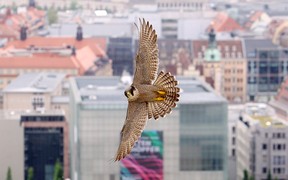 A peregrine falcon flies over Leipzig, eastern Germany, on May 16, 2013. The falcons have been ringed in Leipzig to research the diurnal activity of the endangered species. (Sebastian Willnow / Getty Images)