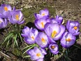 Crocuses