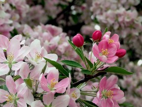 Apple Blossoms2