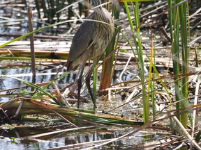 Heron Stalking Her Prey