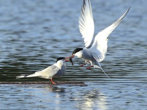 Common Terns Sharing Snack 2