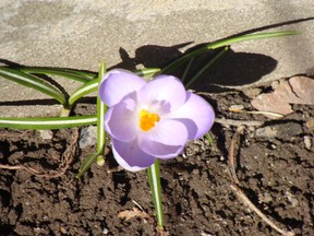 First flower in our garden.