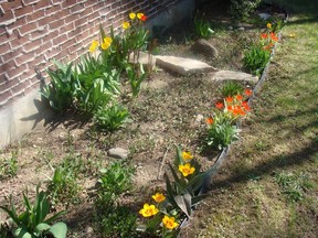 Tulips in our garden.