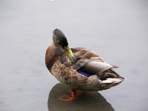 duck