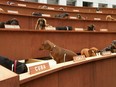 Dachshund Un at FTA PHOTO by Pat Donnelly