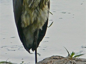 Great blue Heron, standing on one leg