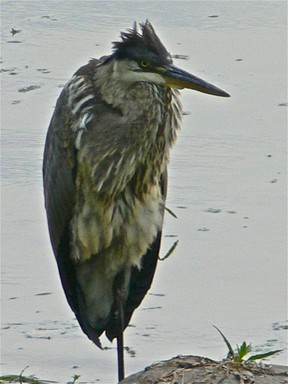 Great blue Heron, standing on one leg
