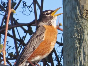 Robin's song wakes us up every early morning these days.