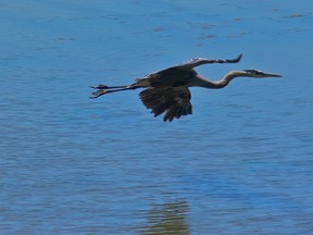 Finally managed to catch a Great Blue Heron up close, in flight, while out in my kayak.