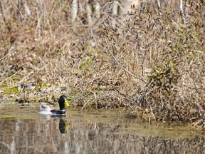 A duck cruises through a wetland.