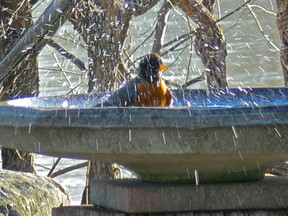 Robin having first bath of the season,