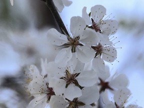 Spring-flowering tree at Ile Bizard 3