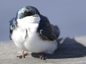 I can't believe it when people say they don't like birds. Have you ever seen anything cuter?