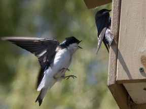 Swallows arrive at nesting box.