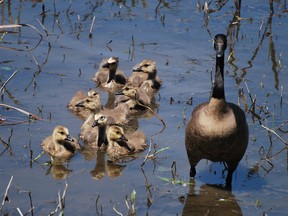 baby geese