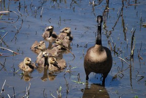 baby geese