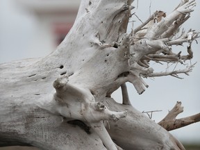 Along the shore of a river in the Gaspe are hidden treasures, like driftwood and lighthouses.