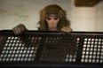 In this photo from last December, Darwin, the rhesus macaque found at an Ikea in Toronto, plays in a hamper at the Story Book Farm Primate Sanctuary in Sunderland, Ont. An Ontario judge is expected to rule on whether the woman who describes herself as Darwin's "mom" can have him back. (Darren Calabrese/National Post)  [With Sarah Del Giallo, Nationa]  //NATIONAL POST STAFF PHOTO ORG XMIT: POS1212101859375237 ORG XMIT: POS1212101915209375