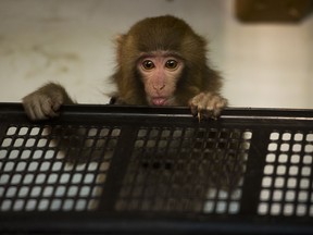 In this photo from last December, Darwin, the rhesus macaque found at an Ikea in Toronto, plays in a hamper at the Story Book Farm Primate Sanctuary in Sunderland, Ont. An Ontario judge is expected to rule on whether the woman who describes herself as Darwin's "mom" can have him back. (Darren Calabrese/National Post)  [With Sarah Del Giallo, Nationa]  //NATIONAL POST STAFF PHOTO ORG XMIT: POS1212101859375237 ORG XMIT: POS1212101915209375