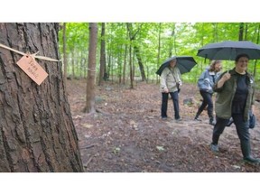 A marker is attached to a tree that has been adopted by children in the Roxboro woods, where residents from two West Island suburbs have banded together to try to stop a condominium development project.