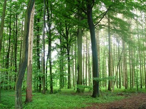 Sunlight through the trees.