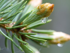 Water droplet on pine needles