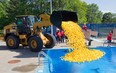 About 4,000 plastic ducks are dumped into Valois Pool.