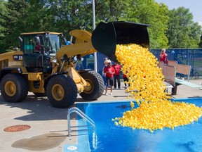 About 4,000 plastic ducks are dumped into Valois Pool.