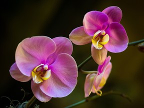 Pink phalaenopsis orchids photographed at Westmount Florist in Pointe Claire, west of Montreal.