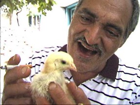 Cosmos chef Tony Koulakis petting a 'beautiful baby  chicken' in a scene from the documentary Man of Grease (Courtesy of Ezra Soiferman)