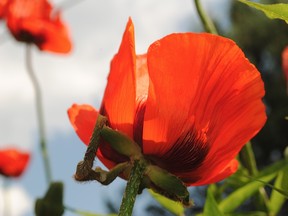 Poppies in bloom this week