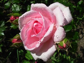 Rose in the rain