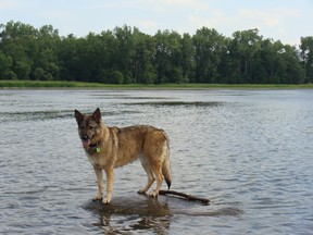 Lalou enjoying the water.