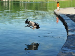 Dog about to take a cool dip at Beaver Lake
Harvey Borsuk July 2013