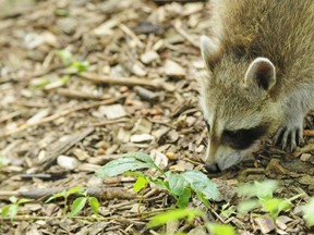 A baby raccoon looks for breakfast July 9.