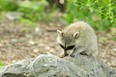A baby raccoon eats breakfast on a rock inside its enclosure.