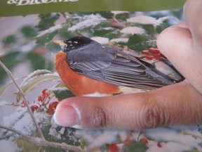 Mom, there's a bird on my finger!