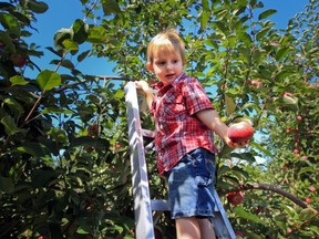 Julius Alexander Pichette hands an apple down to his mother Amanda.