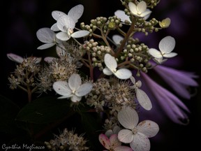 flowers Monday black background 021p_pepost