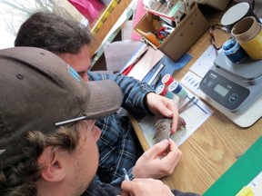 Nicolas Bernier (top) and bander-in-charge Simon Duval examine house finch at McGill Bird Observatory.